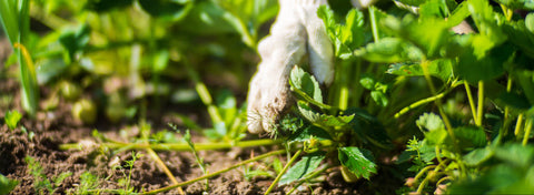 BioTherapie i BioTherapie Phylosophy